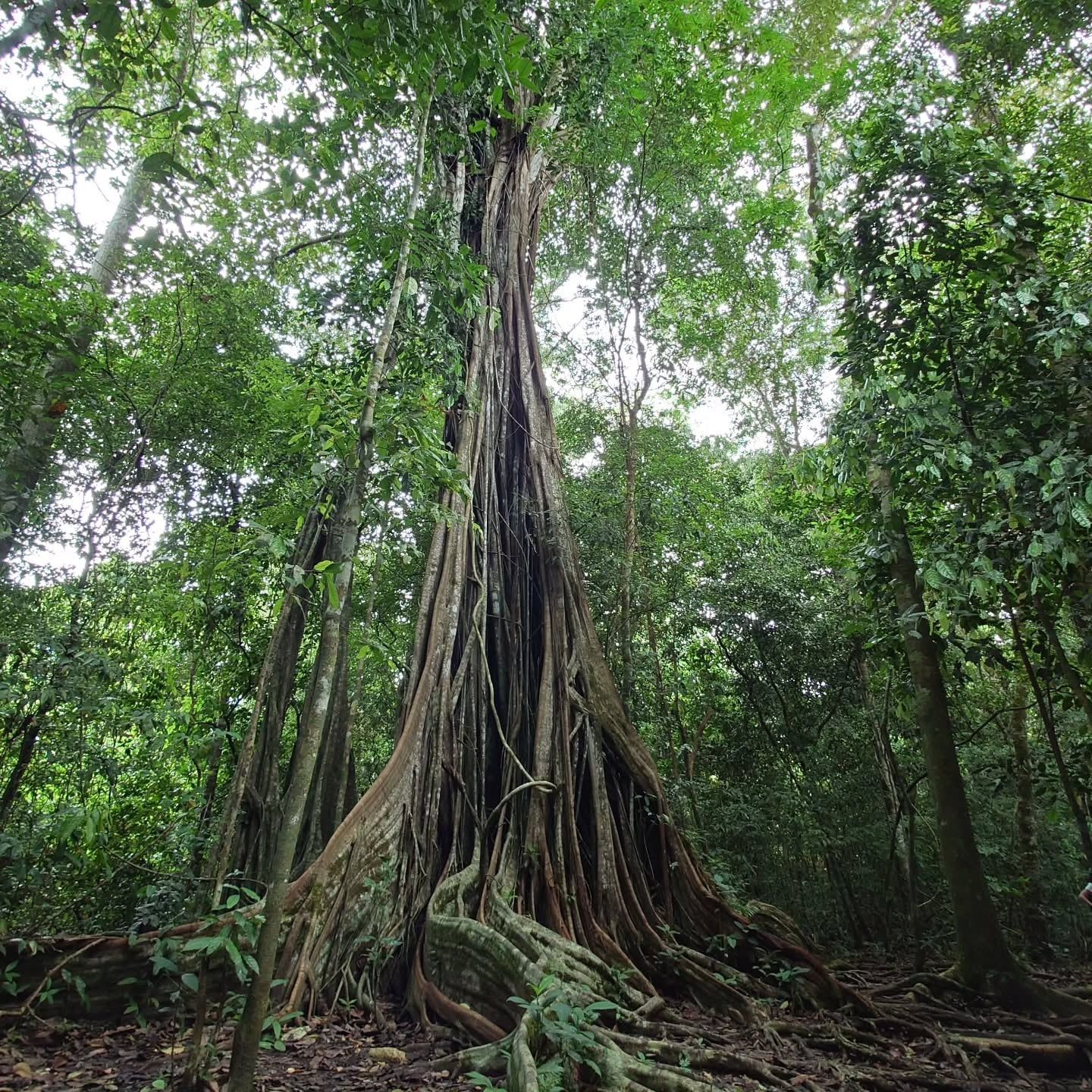 Corcovado National Park view
