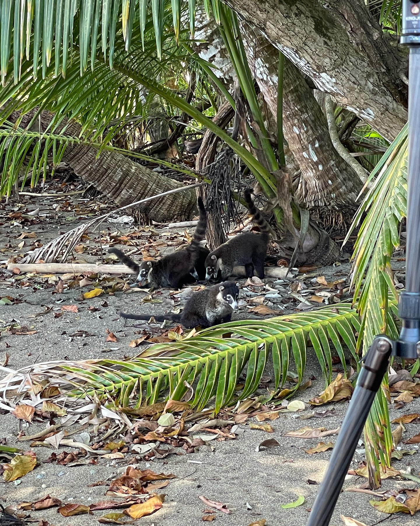 Corcovado National Park tour visitor photo